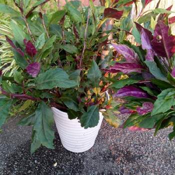 ハンダマ 金時草 水前寺菜 式部菜 の投稿画像一覧 Greensnap グリーンスナップ