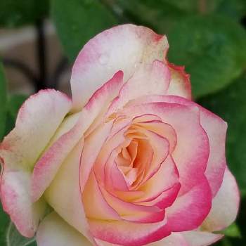 薔薇の初心者の画像 by takiさん | 小さな庭とバラの種類と花の香りとバラの香りと薔薇好きと可愛いお花とバラの育て方と香りの花を育てたいと薔薇の初心者と花のある暮らしと花が好き