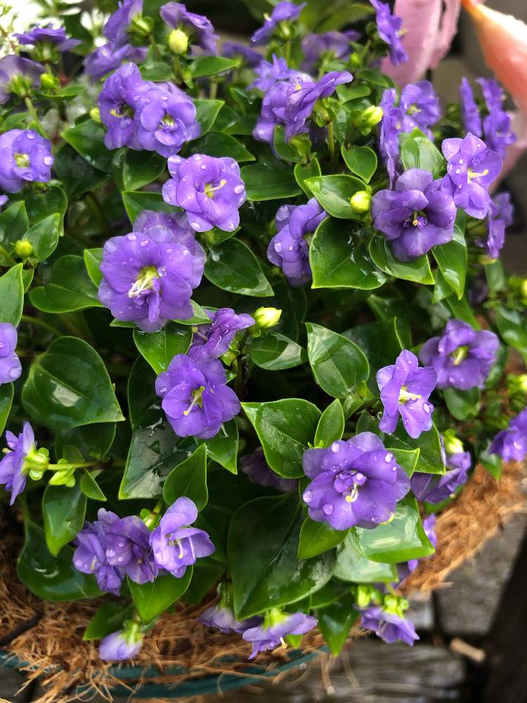 エキザカム八重咲きの投稿画像 By Mamemameさん エキザカム ジュピター と花のある暮らしとエキザカム とかわいいな とたにおたくらぶと八重咲き 19月8月4日 Greensnap グリーンスナップ