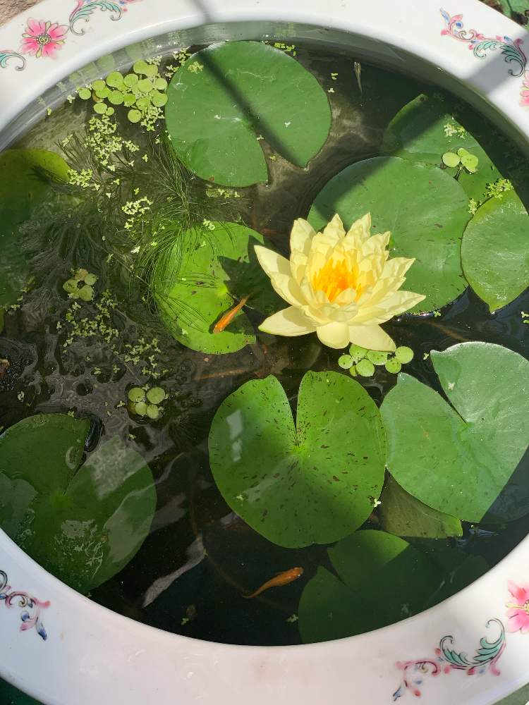 スイレンの投稿画像 By Toramimiさん 花のある暮らしとスイレン鉢と睡蓮とめだかと水草とメダカ 19月8月4日 Greensnap グリーンスナップ