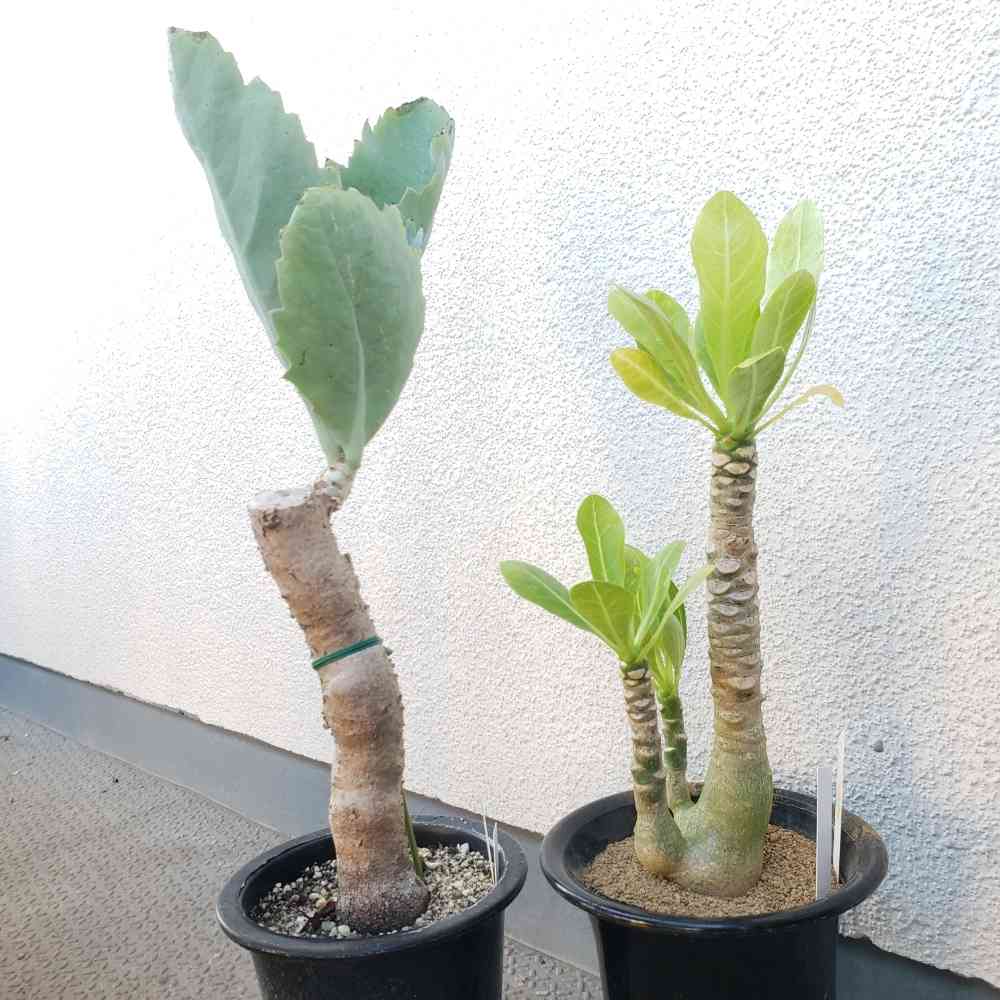 特価　ブリガミア　インシグニス　鉢毎発送 セール】ブリガミア インシグニス No.001 鉢、送料込 絶滅危惧種