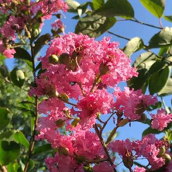 綺麗なピンクの画像 by ヒゲさん | 小さな庭とサルスベリと百日紅と花のある暮らしと綺麗なピンク