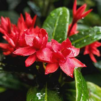 コバノサンタンカの画像 by うっききさん | 小さな庭とサンタンカとコバノサンタンカと観葉植物と花のある暮らしと沖縄と植中毒