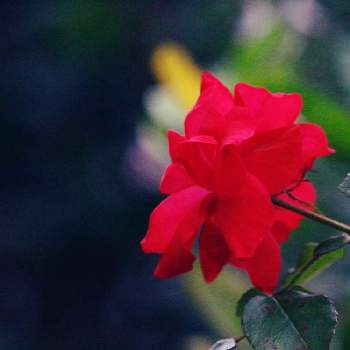 令和熱い夏の画像 by 　　tuguさん | お出かけ先と令和熱い夏とお写んぽと一眼レフと花のある暮らしと55と赤いバラ