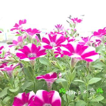 今日も頑張ろうの投稿画像一覧 Greensnap グリーンスナップ