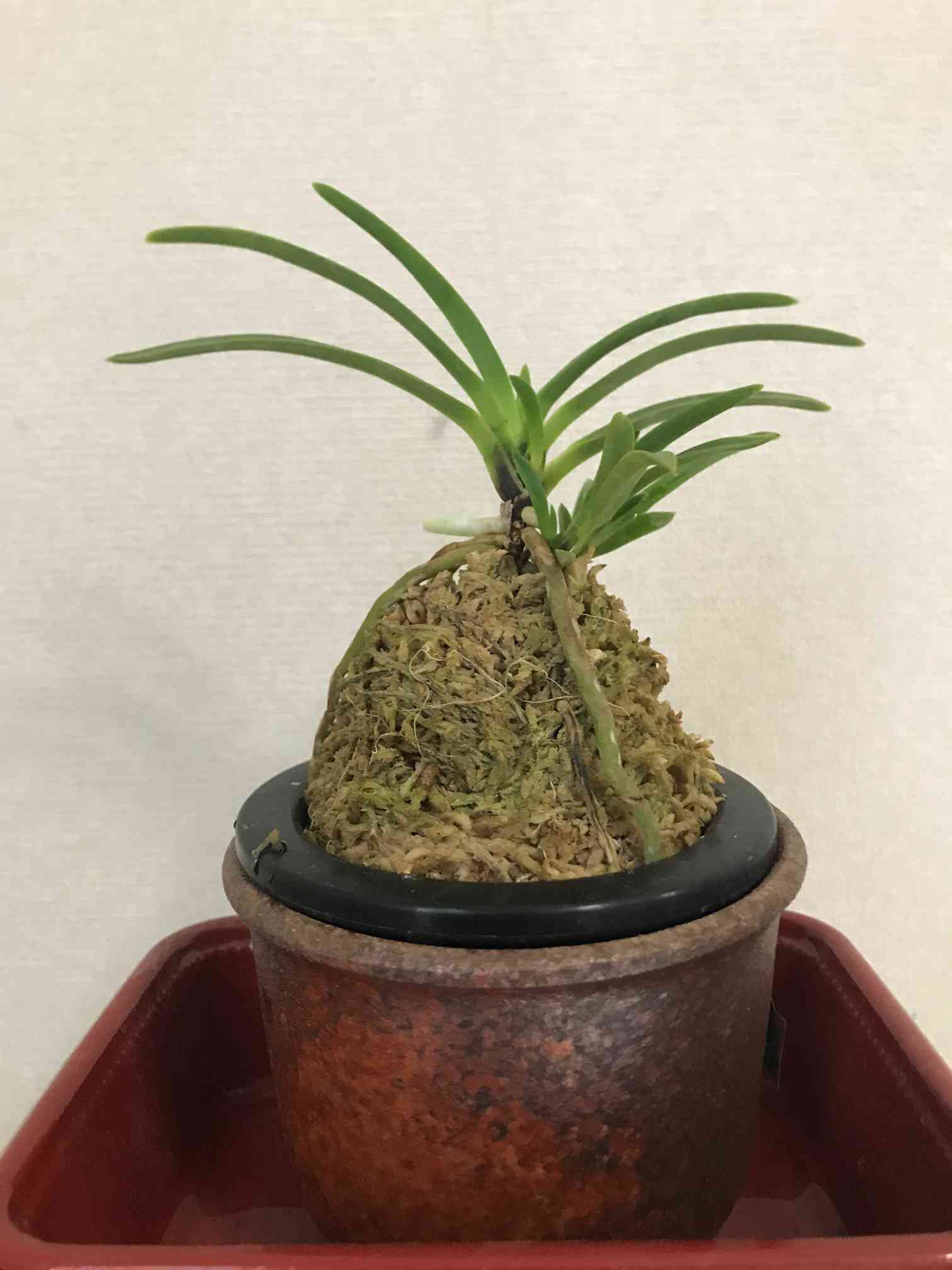 風蘭の育て方｜🍀GreenSnap（グリーンスナップ）