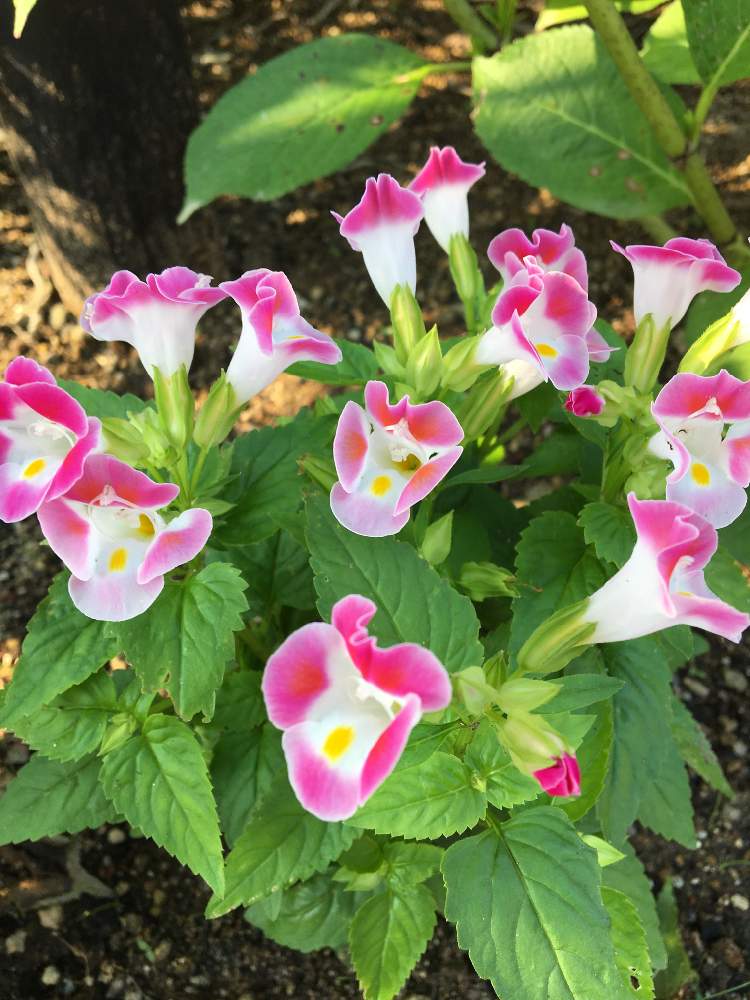 トレニアの投稿画像 By ミッキーさん 花まっぷと今日の一枚とピンク色の花と花のある暮らしと毎日の楽しみとかわいいな と散歩の途中と癒しのひと時 19月8月5日 Greensnap グリーンスナップ