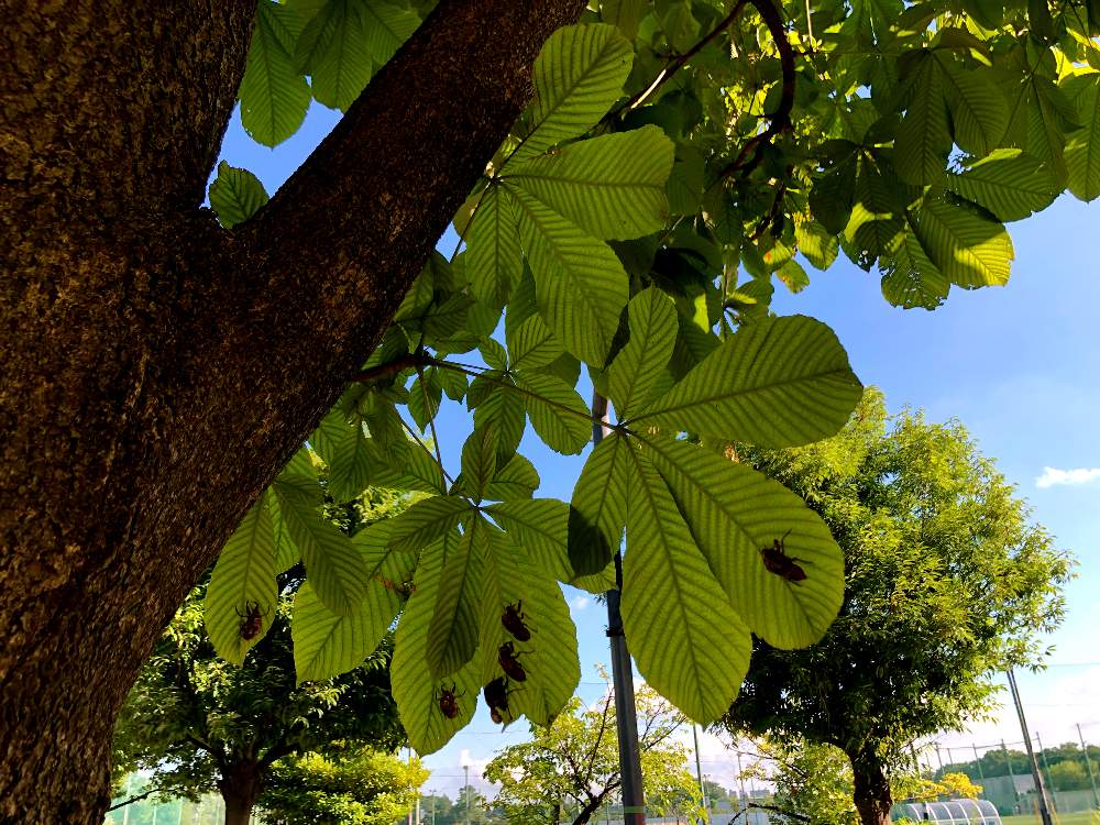 公園の花壇の投稿画像 By Couperin さん 夏の朝とホオノキ 朴の木 と花のある暮らしとグリーングリーン 19月8月5日 Greensnap グリーンスナップ
