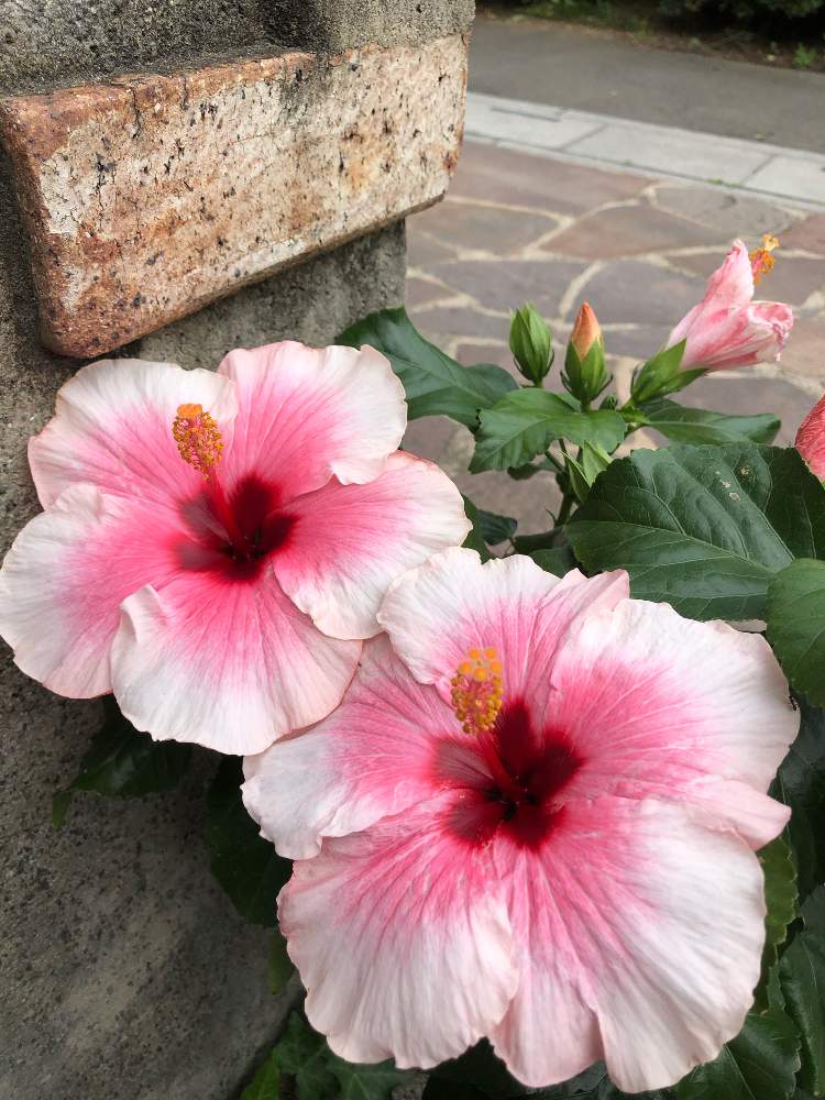 ハイビスカスの投稿画像 By ゆりうすさん 成長記録と花のある暮らしと植中毒とgs映えとピンクが好き 19月8月5日 Greensnap グリーンスナップ
