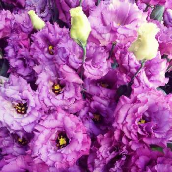 セレブメタルブルーの投稿画像一覧 Greensnap グリーンスナップ