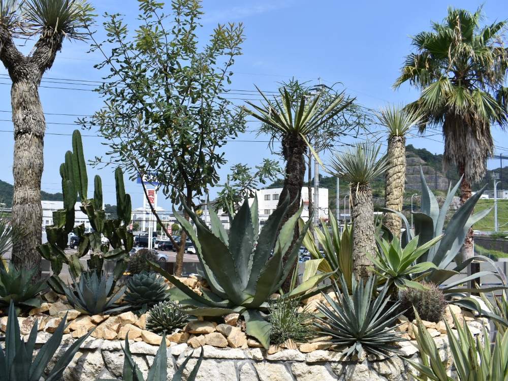 多肉植物の投稿画像 By Rossoさん 福岡と観葉植物と美容室とユッカ属とロックガーデンと寄せ植えと花壇と植え替えとghb Fukuoka Effectとフクオカエフェクトと多肉女子とfukuoka Effectと花のある暮らしと 柱サボテン とアガベ属とドライガーデン 19月8月5日