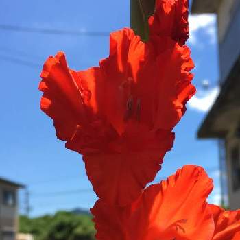 暑いのに元気な花の画像 by ラ♡ミントさん | 皆げんきになりますようにとのびのび〰☆と暑いのに元気な花と太陽のような花と花のある暮らしとあつさにまけないでと優しいキモチと美しい((๑✧ꈊ✧๑))と燃えるような赤と色あざやか