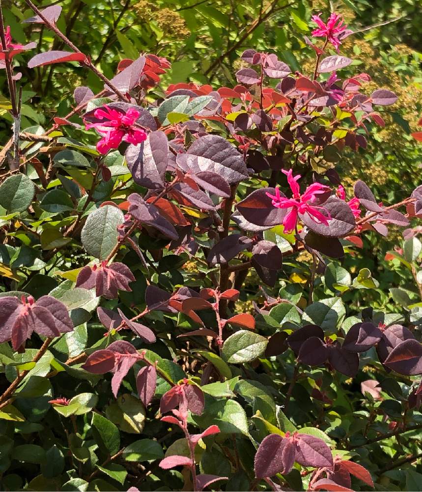 ベニバナトキワマンサクの投稿画像 By Heathさん 赤い花とカラーリーフと葉っぱ 19月8月5日 Greensnap グリーンスナップ