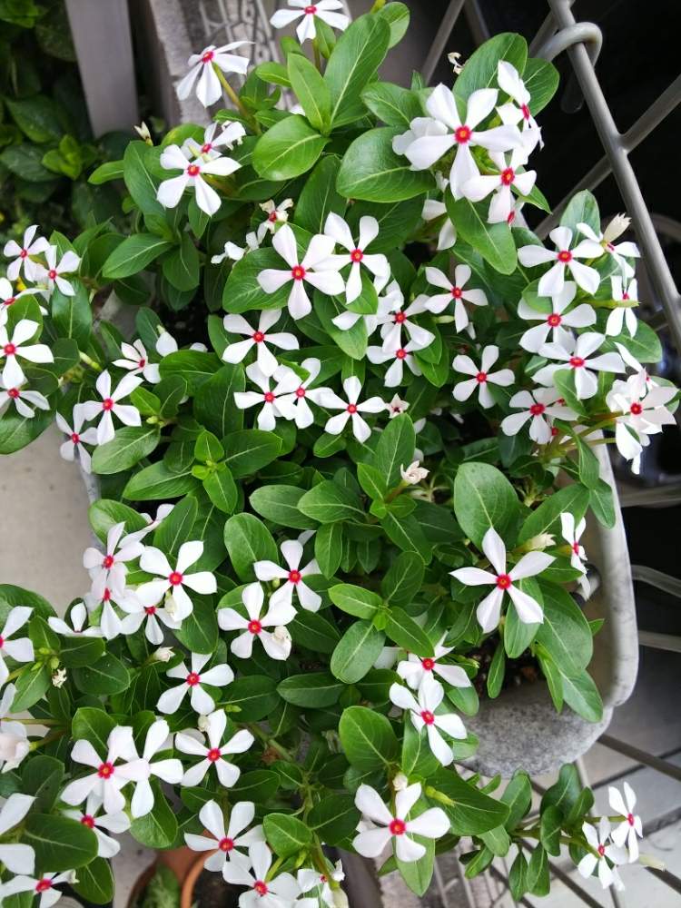 ニチニチソウ 夏花火の投稿画像 By Tkmさん 小さな庭と鉢植えと可愛いと花のある暮らしと見切り品と鉢植えと可愛いと花のある暮らしと見切り品 19月8月5日 Greensnap グリーンスナップ Greensnap グリーンスナップ