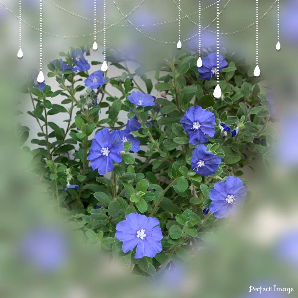 アメリカンブルーの投稿画像 By Hirorin さん アメリカンブルー と青い花と夏の花とガーデニングと花のある暮らしと涼しげな花色とエボルブルス属と大人かわいい とチーム ブルーとチーム ブルーno 19月8月5日 Greensnap グリーンスナップ