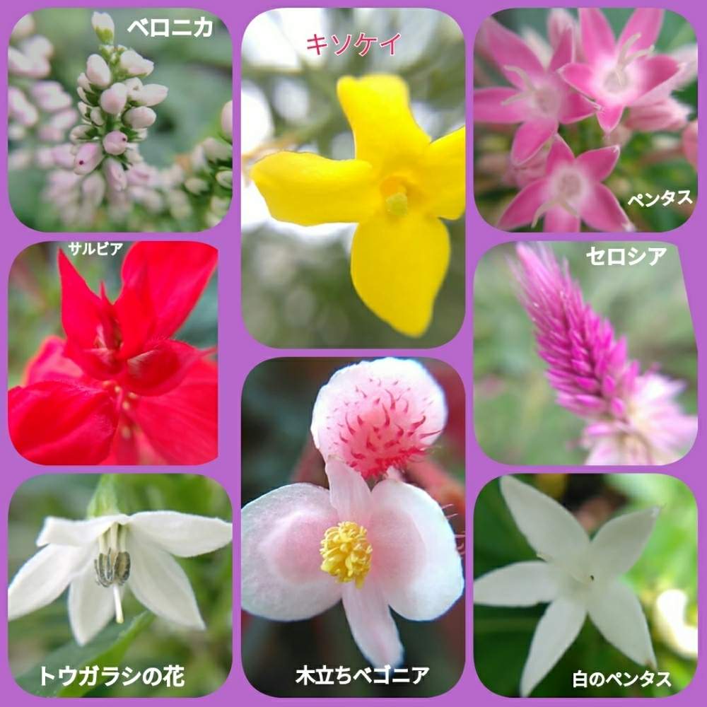 表の花壇の投稿画像 By メリーさん マクロレンズでと鉢植えと小さい花壇と小さい花と花のある暮らしと猫の額の花壇と狭い花壇と玄関先と地植え 19月8月5日 Greensnap グリーンスナップ