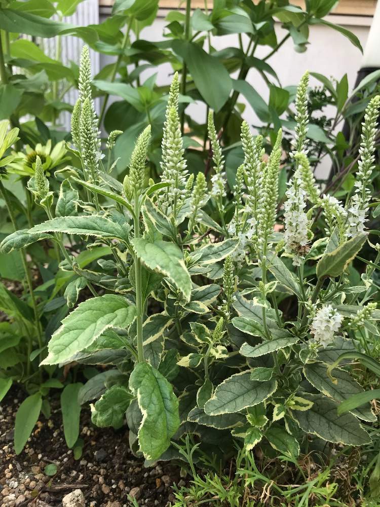 ベロニカ シャーロッテの投稿画像 By Hanoshunさん ベロニカ と夏バテ知らずとベロニカ好き とベロニカシャーロッテ ときれいなお花と花 のある暮らしと小さな庭 と白い花と小さな庭とベロニカ と夏バテ知らずとベロニカ好き とベロニカシャーロッテ ときれいなお花