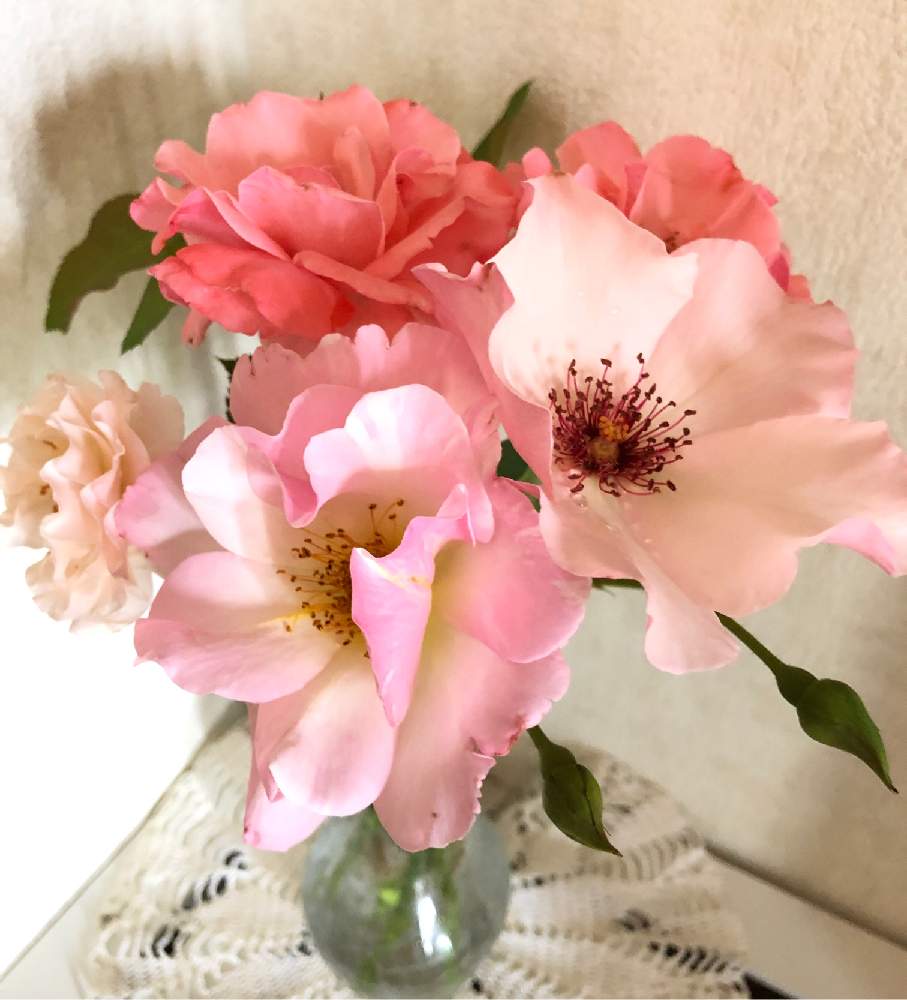 玄関の画像 by rosa  sさん | 玄関とクィーンエリザベスとデンティベスとオリヴィエ・ローランジェとツイッギーズローズとばら バラ 薔薇とピンクの花と北海道でも越冬しますと花のある暮らしと北海道