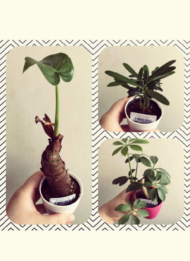 クワズイモの投稿画像 By ゆゆ蔵さん カポックとラカンマキと玄関と100均の観葉植物と新入りと100均の観葉植物と新入り 19月8月5日 Greensnap グリーンスナップ Greensnap グリーンスナップ