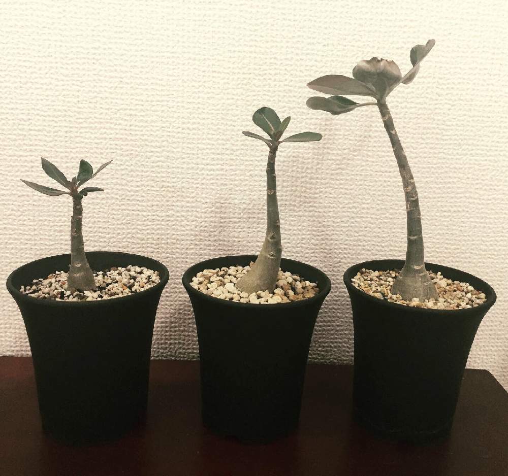 アデニウムの投稿画像 By ここあさん 多肉植物とアデニウム属と冬越し 成功とダイソー多肉とダイソーと深呼吸したくなる部屋フォトコンと癒しと今日の一枚と多肉女子とかわいいな と夏型塊根植物とダイソー産と記録用と謎アデニウムと塊根植物と2年目 19月8月5日