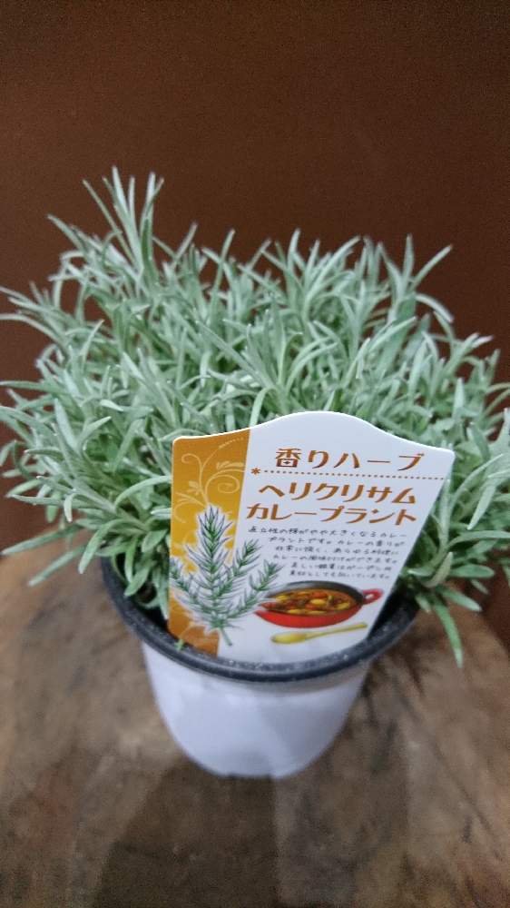 カレープラントの投稿画像 By フラワーショップ京王 つつじヶ丘店 さん フラワーショップ京王とカレーの香りと育てる楽しみとつつじヶ丘と入荷情報と今日の１枚とお料理にとオススメと不思議な植物とハーブと駅前のお花屋さんと ハーブを使った料理 19月8月5日