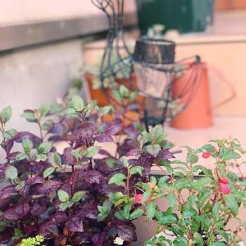 アルテルナンテラ リトルロマンス Proven Winners Pw ガーデニング 園芸 花苗 低木 多肉植物 花 植物