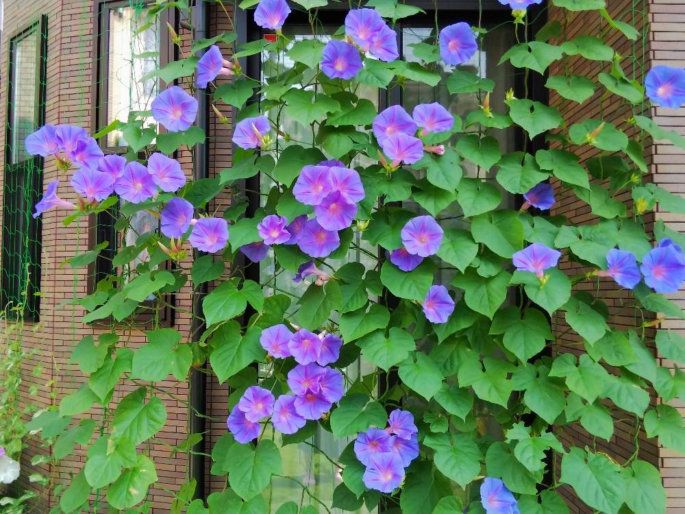 琉球朝顔の投稿画像 By やっちんさん 花のある暮らし 19月8月5日 Greensnap グリーンスナップ