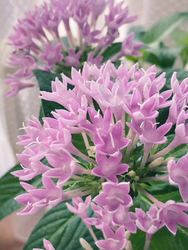 ペンタスの投稿画像 By キミさん 好きな花とワクワクとお気に入り と切り戻し後ときれいとまだまだ咲きますときれいな色と花のある暮らしとかわいい 19月8月5日 Greensnap グリーンスナップ