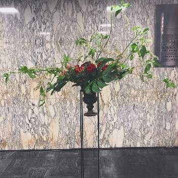 花を活けるの投稿画像一覧 Greensnap グリーンスナップ