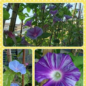 台風の前に の投稿画像一覧 Greensnap グリーンスナップ