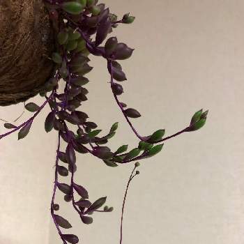 紫の葉っぱの画像 by hittyyさん | バルコニー/ベランダとオトンナ属とニョキっと花芽と美しい葉と緑のある暮らしとキク科と多肉女子とルビーネックレス☆と静かな夜✨と葉の美しい植物と紫の葉っぱと美しい緑と緑大好き❤