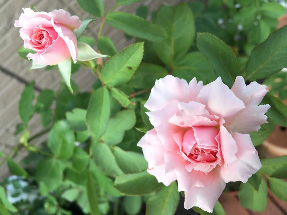 ダフネの投稿画像 By さぁやさん 花の好きな人と繋がりたいとたのしみ とバラ ダフネと手作りの庭と花壇とはなはなとマイガーデンときれいと花 に魅せられてと咲いたと花のある暮らしといやされるとかわいいな とばら 薔薇 バラとバラ ミニバラとバラ薔薇ばらら