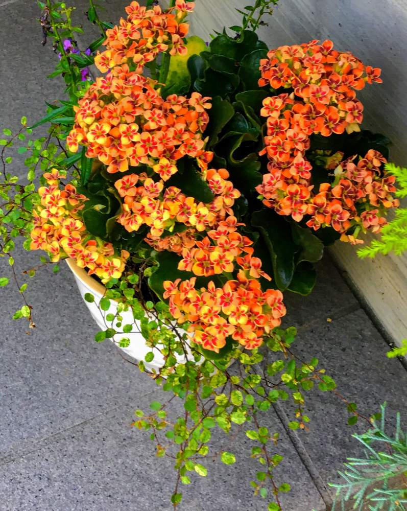 カランコエの投稿画像 By Yukoさん Yu散歩とお出かけ先とオレンジ色と小さい花とよそのお宅の花とyu散歩とオレンジ色と小さい花とよそのお宅の花 19月8月5日 Greensnap グリーンスナップ Greensnap グリーンスナップ