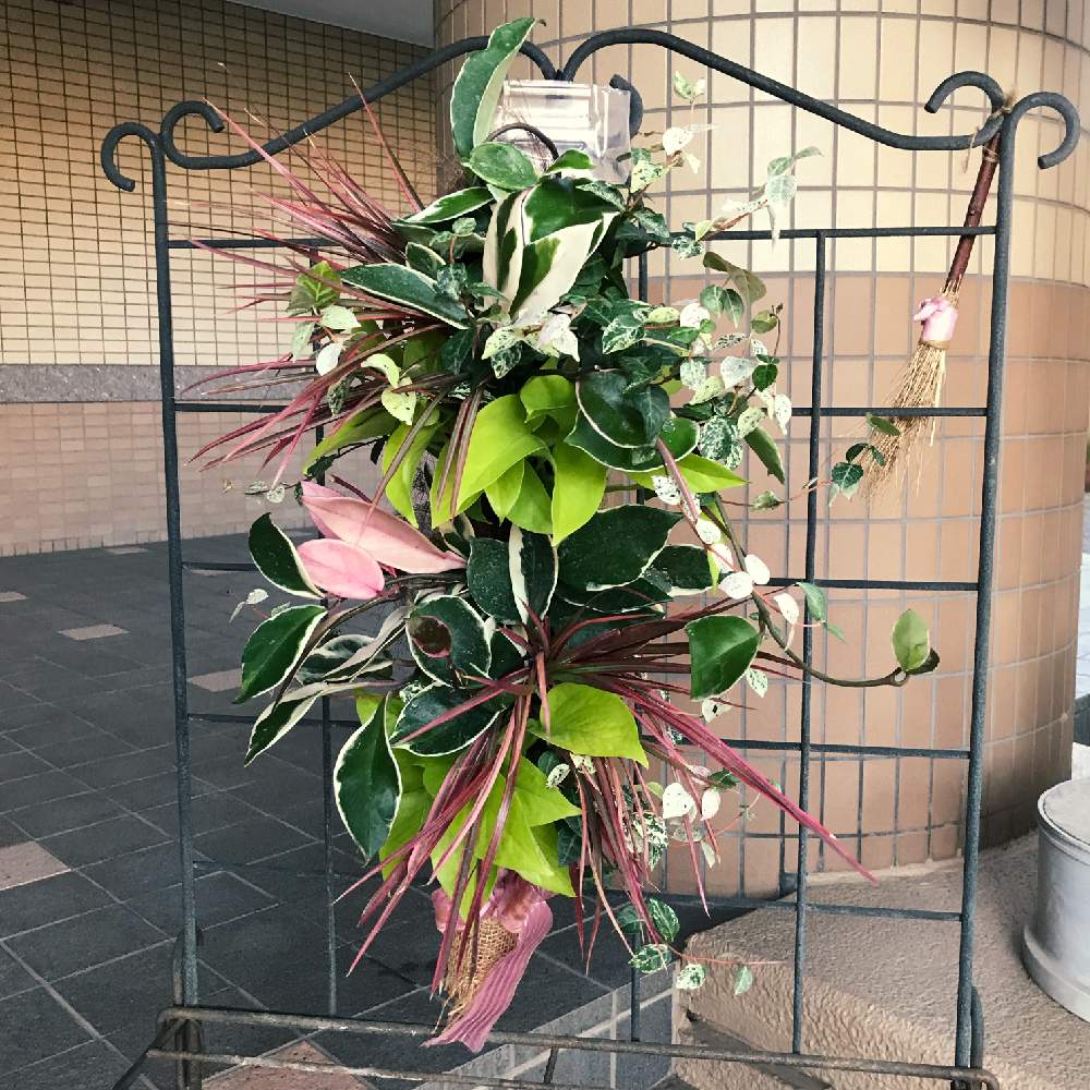 観葉植物のペットボトルハンギング Greensnap グリーンスナップ