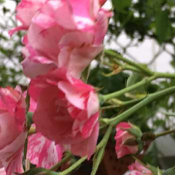 フラワーカーペット、ピンクスプラッシュの画像 by 花が好きさん | フェンスとフラワーカーペット、ピンクスプラッシュといつも笑顔で〜〜♡とキュンキュン乙女倶楽部とみんなが幸せに〜〜♡と薔薇愛同盟とありがとう♡とGSミニモニと花のある世界♡といい感じ♪♪と美しい薔薇とバラと夢CLUBと小さな庭♡ととても癒される♡とガーデニングと薔薇が好きです♡と花のある暮らしとみんなが健康に〜〜♡と可愛いね♡