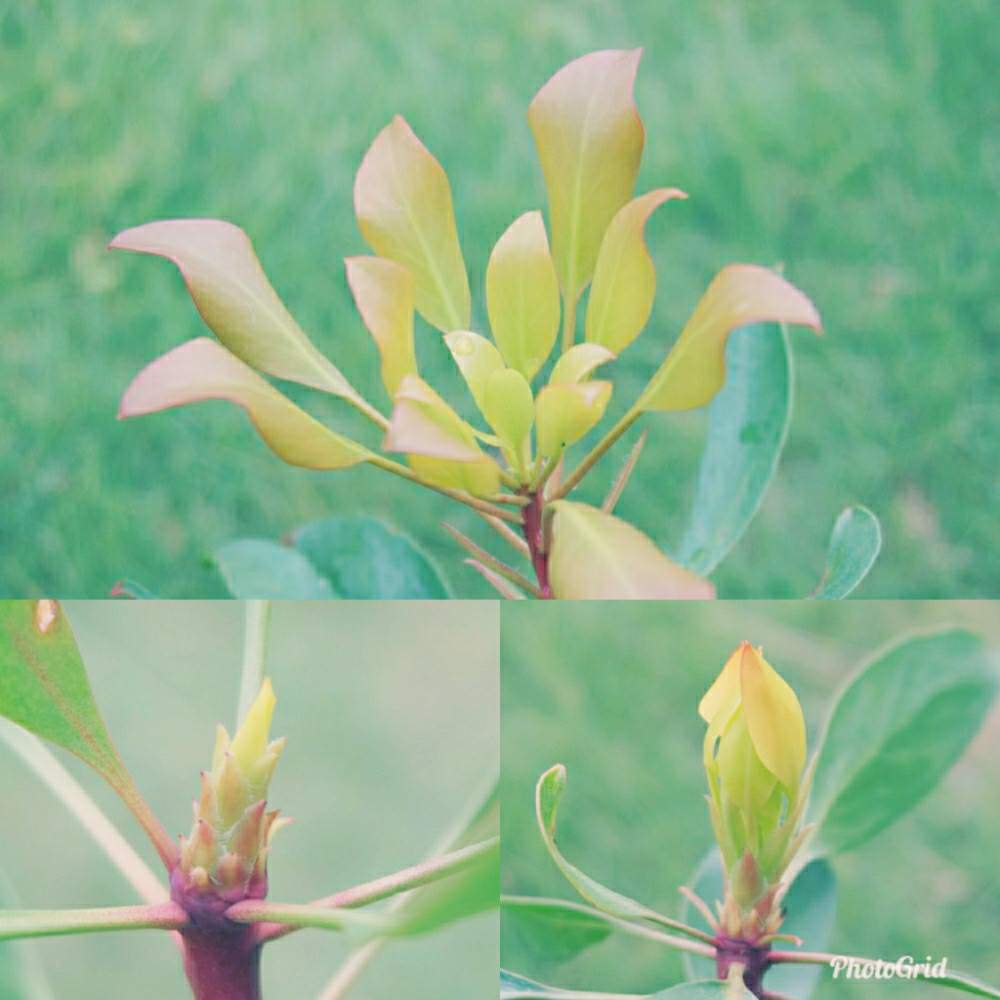 キングプロテアリトルプリンスの投稿画像 By Mr Stoneさん 小さな庭とネイティブプランツとワイルドフラワーとオーストラリアとオージープランツと南半球とネイティブプランツとワイルドフラワーとオーストラリアとオージープランツと南半球 19月8月6日 Greensnap