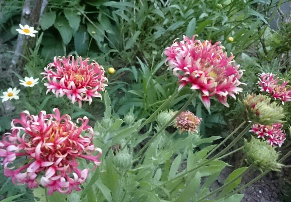 ガイラルディアの投稿画像 By ナチュレ さん ナチュラルガーデンと花のある暮らしとガイラルディア ガリアと広い庭とナチュラルガーデンと花のある暮らし 19月8月6日 Greensnap グリーンスナップ Greensnap グリーンスナップ