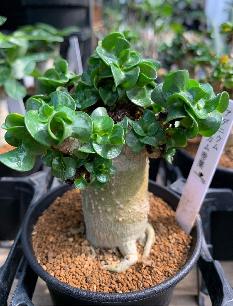 アデニウム 獅子葉 アラビカム 巻葉