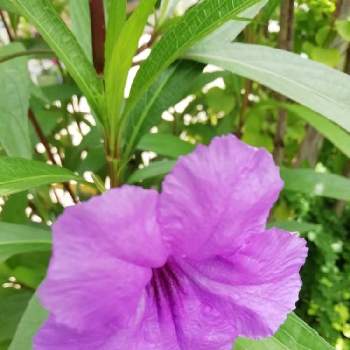 柳の葉に似ているの投稿画像一覧 Greensnap グリーンスナップ