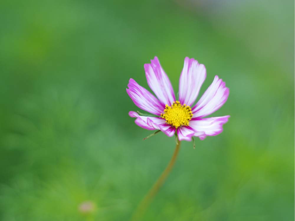 コスモスの投稿画像 By Masyuさん コスモスピコティと北海道の景色と小さなお花とお花を楽しむとありがとう とナチュラルガーデンと素敵な色合いと素敵な出会いに感謝と花のある暮らし 19月8月6日 Greensnap グリーンスナップ