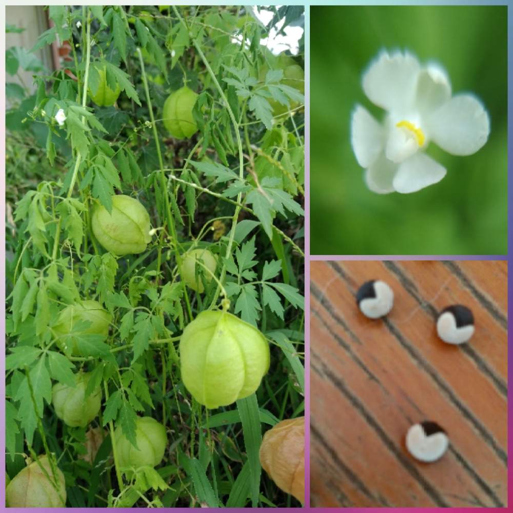 フウセンカズラの投稿画像 By Qooさん 広い庭とつる性植物と花のある暮らしと無農薬栽培と白い花と有機栽培とつる性植物と花のある暮らしと無農薬栽培と白い花と有機栽培 19月8月6日 Greensnap グリーンスナップ Greensnap グリーンスナップ