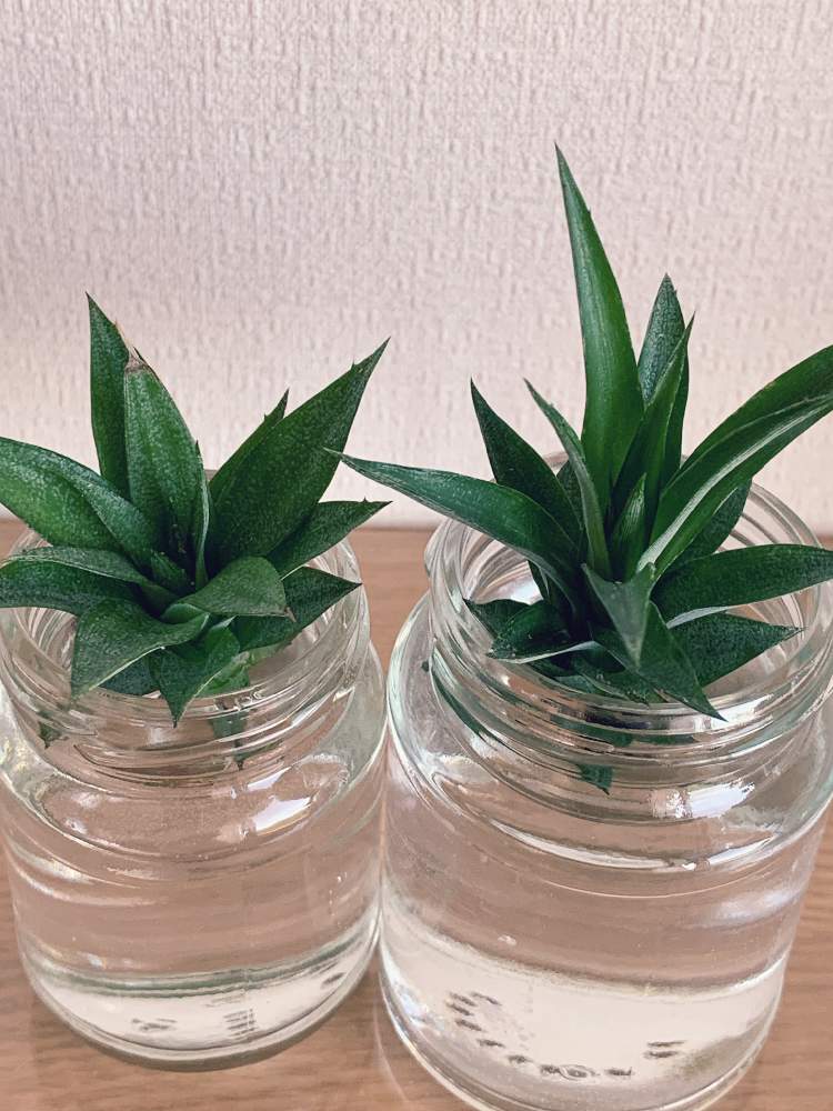 サンゴパインの投稿画像 By ナオッチさん 多肉植物とサボテン科と水栽培とサボテン と花パイン とプランターと花壇とアレンジフラワーとミニパイナップル と鉢花と パイナップルと苗木と鉢植えとガーデニングと切り花とインテリアグリーンと相談 19月8月6日