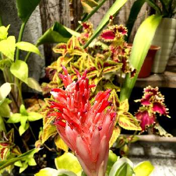 アナナスの仲間の投稿画像一覧 Greensnap グリーンスナップ