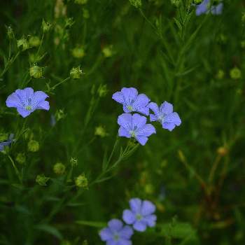 亜麻仁の花の投稿画像一覧 Greensnap グリーンスナップ