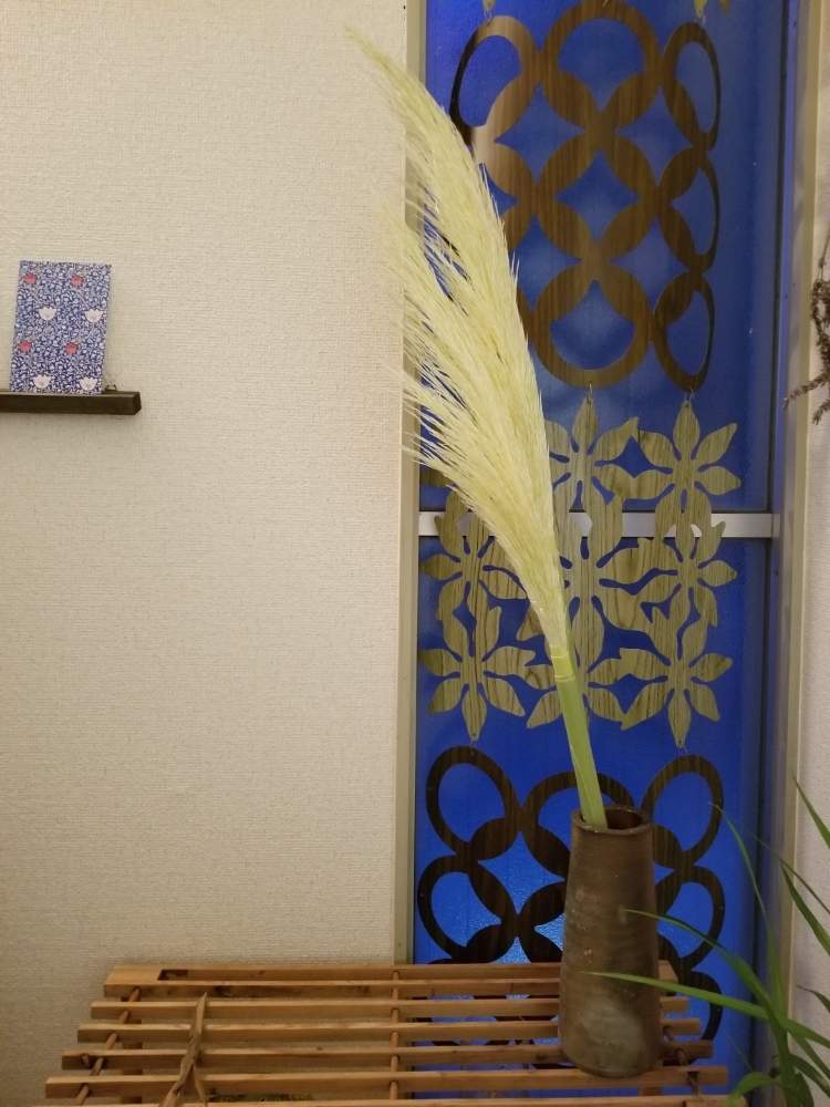 パンパスグラスの投稿画像 By シロネコさん みどりのある暮らしと季節を楽しむと山野草と切り花を楽しむと部屋を飾る 19月8月6日 Greensnap グリーンスナップ