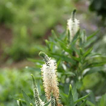 ベロニカ ハミングバード ホワイトの投稿画像一覧 Greensnap グリーンスナップ