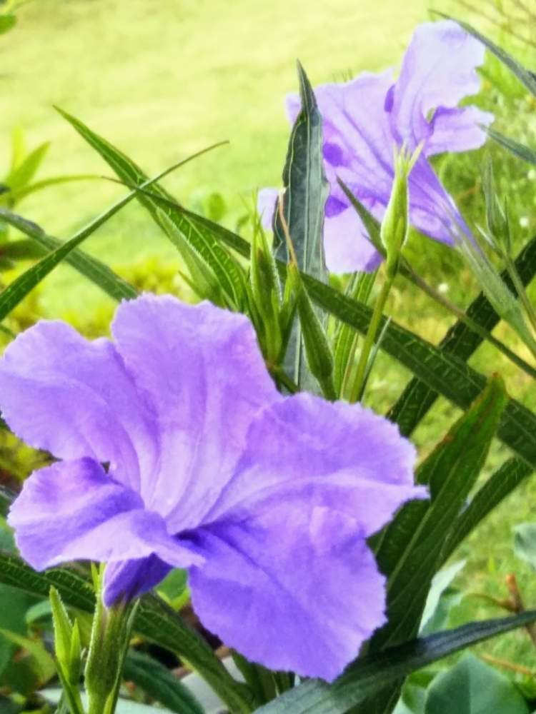 ヤナギバルイラソウの投稿画像 By すずさん ヤナギバルイラソウの花と夏の花とうすむらさきの花と花 のある暮らしとスマホで撮影と小さな庭とヤナギバルイラソウの花と夏の花とうすむらさきの花と花のある暮らしとスマホで撮影 19月8月7日 Greensnap グリーン