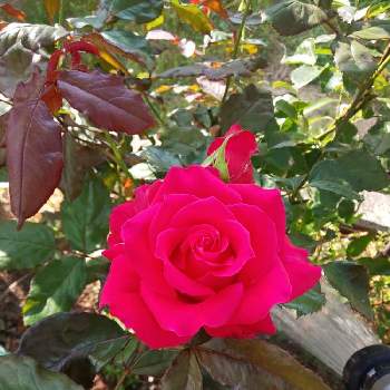 ミカエルの投稿画像一覧 Greensnap グリーンスナップ