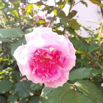 キルケ バラの画像 by くましさん | 小さな庭と北海道と薔薇愛同盟とキルケ バラと2019 くまし バラ