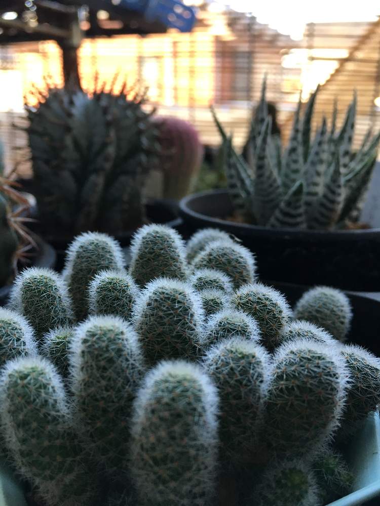 ユーフォルビア ホリダの投稿画像 By とろろさん スーパーゼブラ霜降りととろろのオアシスと埼玉ンズ倶楽部と美しい とサボちゃんコーナーと癒し と私のだいじ 19月8月7日 Greensnap グリーンスナップ